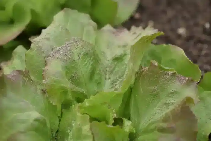 TerraBiome Garden