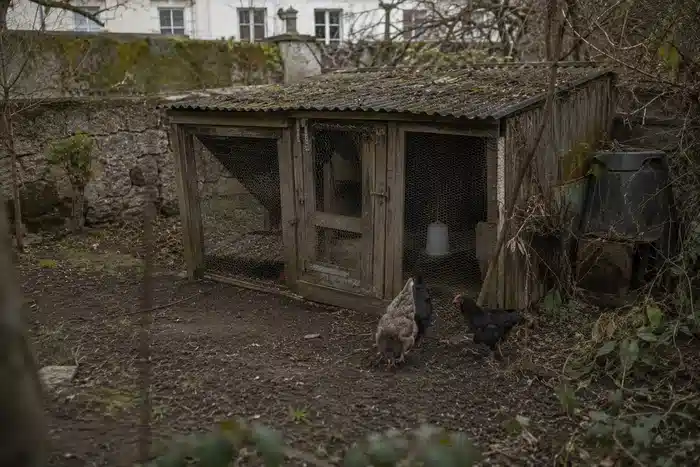 Ancien poulailler domestique réaliste dans un jardin humide