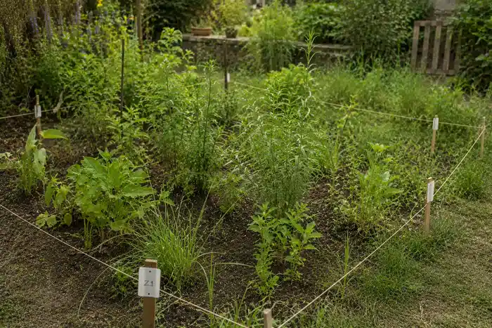 Zone de jardin délimitée pour le suivi de plantes rémédiatrices