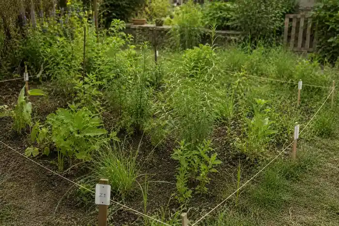 Afbakende tuinzone met planten in opvolging